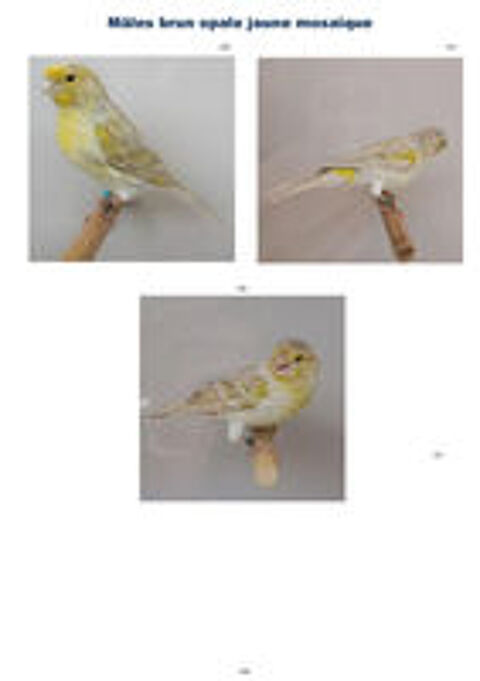   Canaris Brun opale jaune mosaïque 