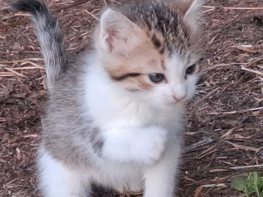   CHaton de 2 mois et demi â adopter 