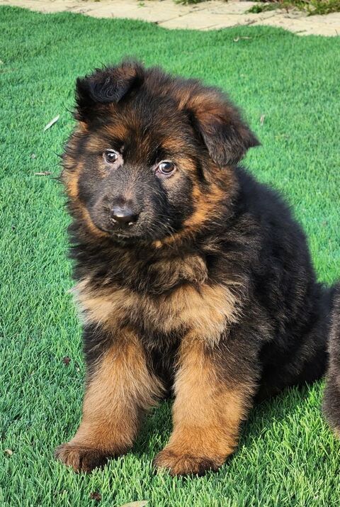 CHIOTS BERGER ALLEMAND LOF poils longs 51370 Ormes