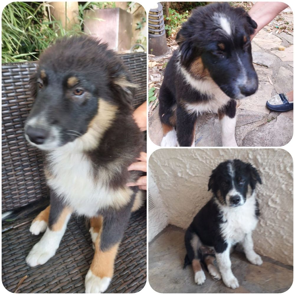  chiot berger australien LOF 