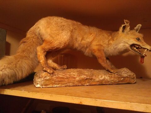 RENARD NATURALISE 60 Bages (66)