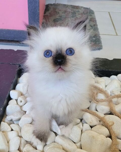 chaton sacr&eacute; de birmanie 1400 38390 Porcieu-amblagnieu