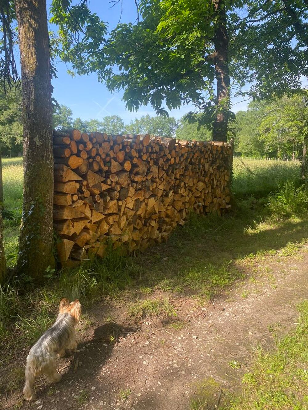 bois de chauffage Jardin