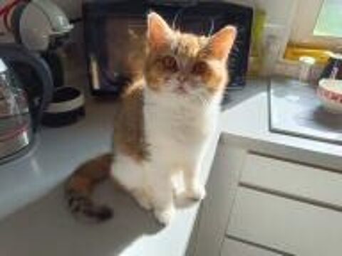   Chatons British Shorthair 
