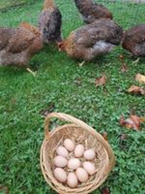   Oeuf fécondé,poussin , poule et coq biefelder. 