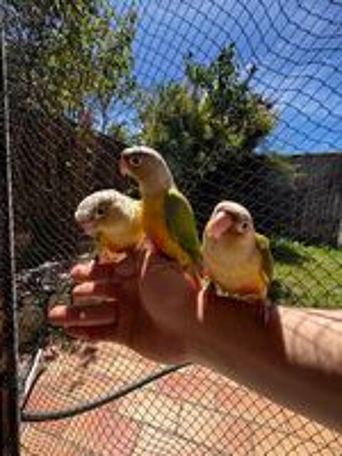   Jeune 2026 Conure ananas  