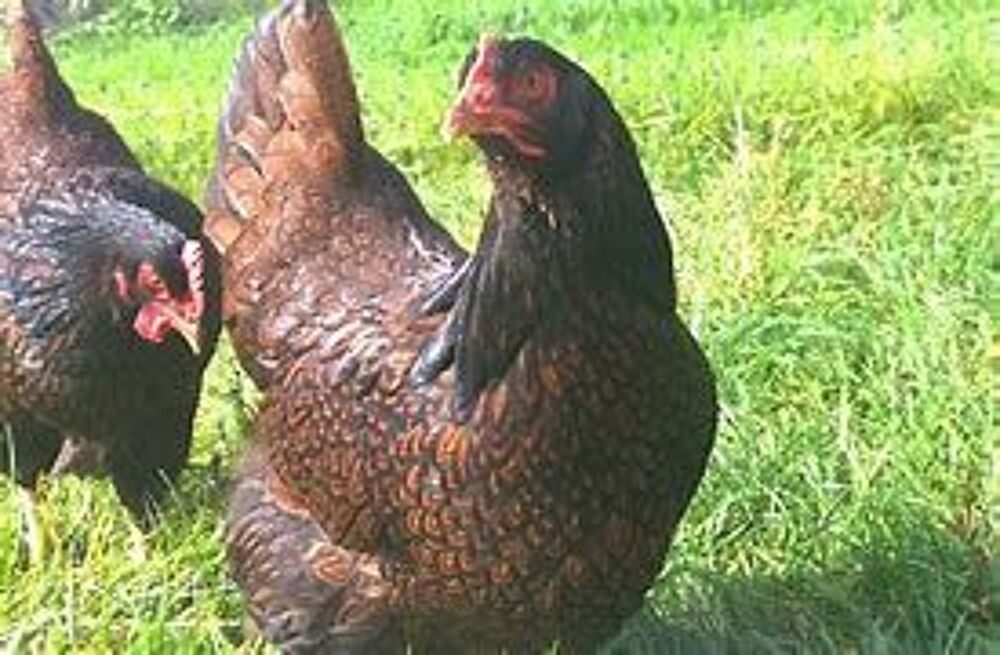   Oeuf fécondé, poussin ,poule, coq Barnevelder 
