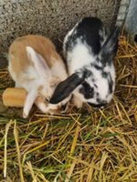   Lapins nains bélier  