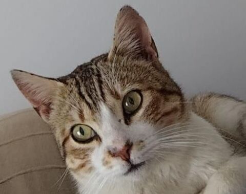 KEVIN 230 27620 Gasny