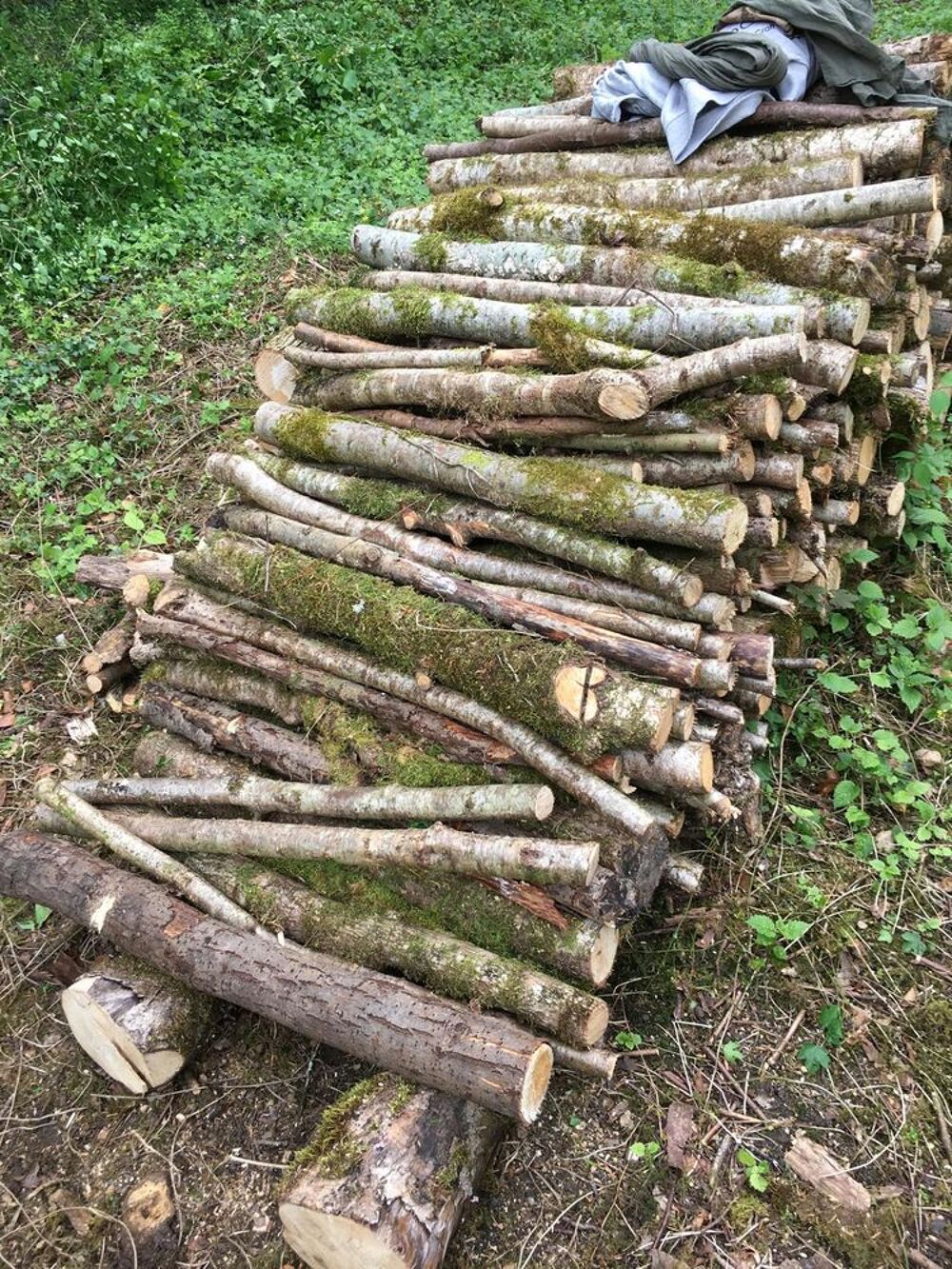 DONNE GRATUIT Coupe de bois sur pied(Charbonnette>8cm diam.) Bricolage