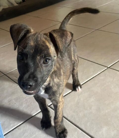 Rollo, mâle X berger, né le 28/09/2025 300 50000 Baudre