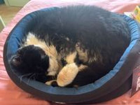   Donne adorable exotic shorthair LOOF  