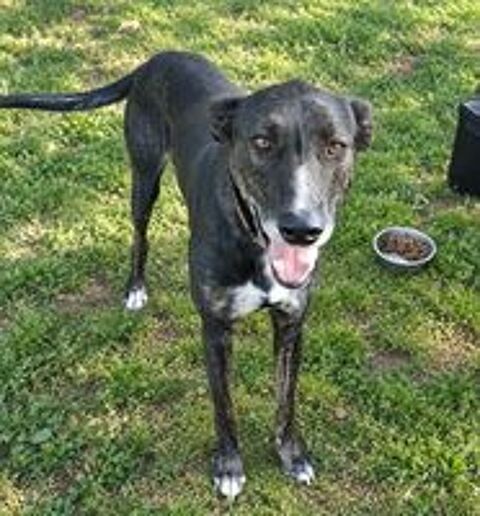   Louvo, podenco à adopter 