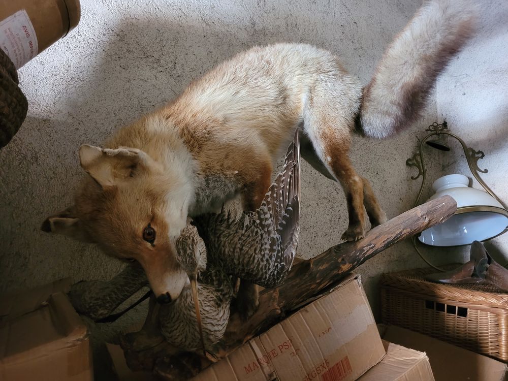 TAXIDERMIE /CHASSE DARNE Dcoration