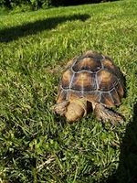   2 TORTUES CENTROCHELYS SULCATA 