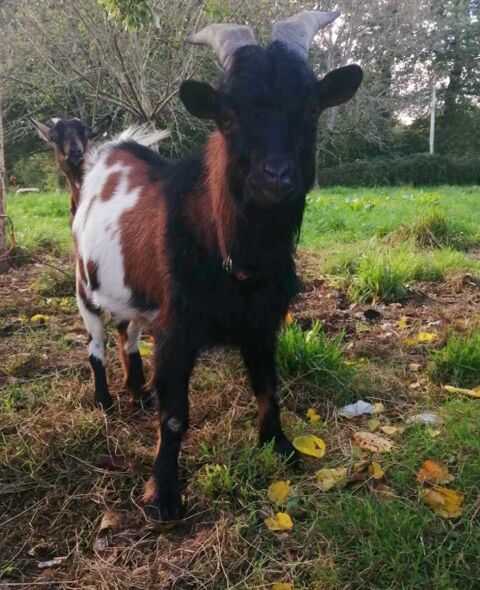 Le trio de choc Augustin Blancheline et Odéon 270 35000 Rennes