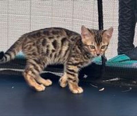   Superbes chatons Bengal LOOF 