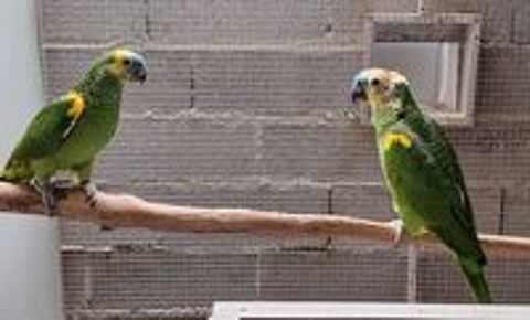   Couple de perroquet amazone à front bleu reproducteurs 