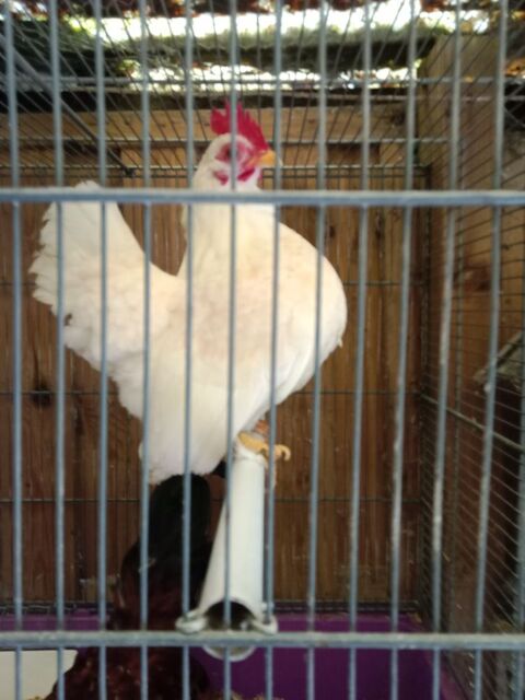 Serama type Europ&eacute;en 40 56350 Rieux