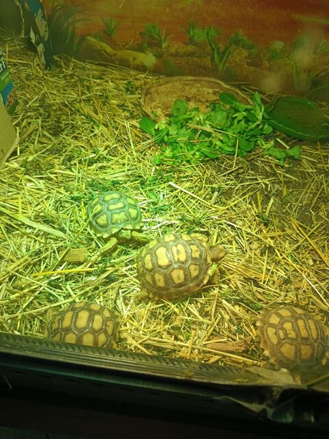 Sulcata juveniles 10 mois
140 34450 Vias