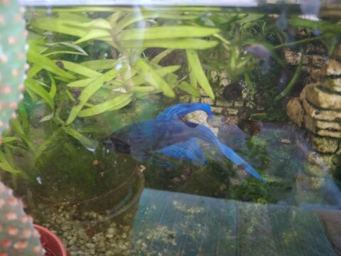 Betta splendens bleu 8 78380 Bougival