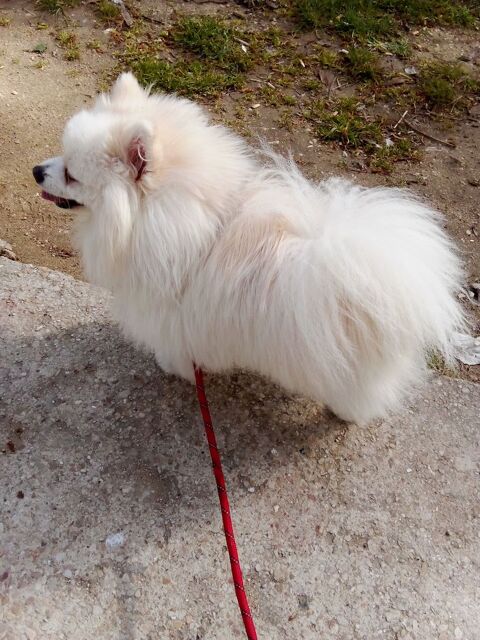 Spitz 1200 77000 Melun