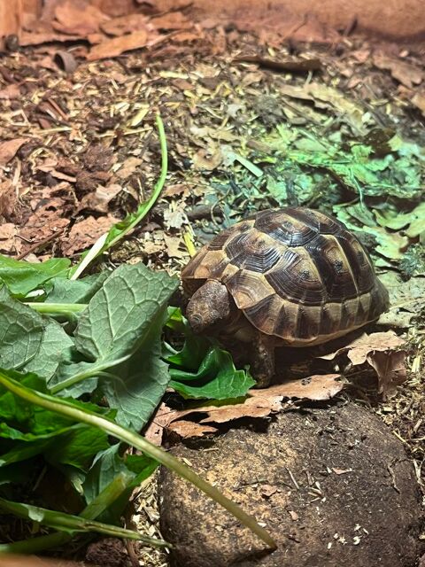Tortue graeca née en 2022 50 33170 Gradignan