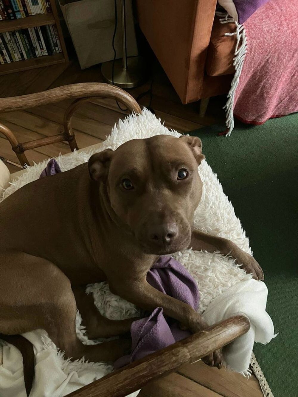   Brooklyn, femelle, Berger X Staffordshire Terrier (Décatégorisée par diagnose), née le 20/04/2022 
