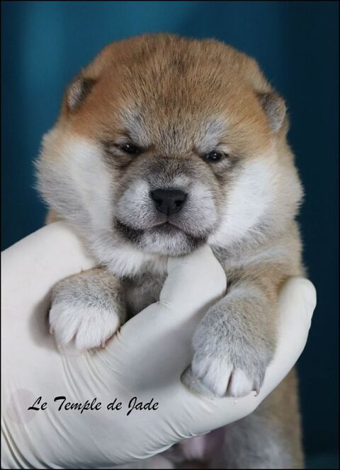 2 chiots inscrit au lof de race shiba inu 1100 36220 M�rigny
