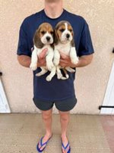   Chiots beagle 