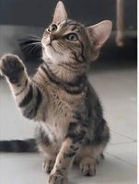   Romy gentille chatte 5 mois cherche famille 