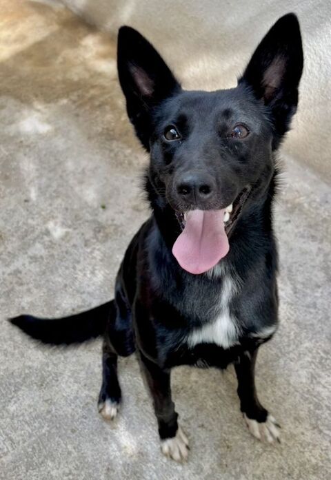 AVELINE, border collie 1 an 200 34500 Bziers