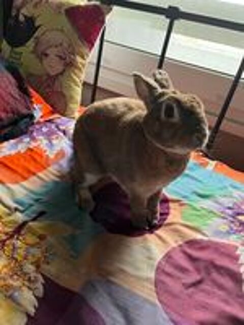   Don de lapine 