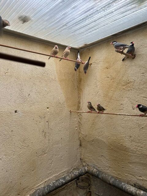 Paddas 20 34970 Lattes