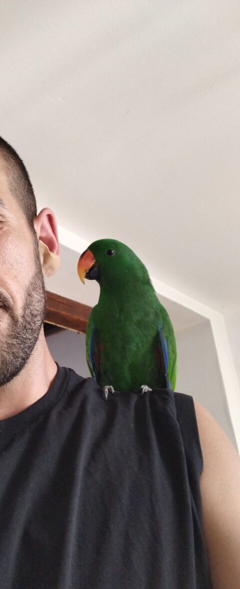 Perroquet eclectus 650 08000 Charleville-mzires