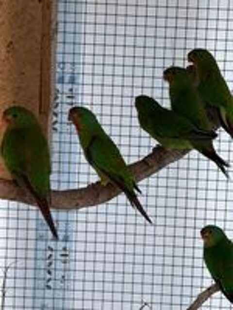   Perruche latham (Swift) 