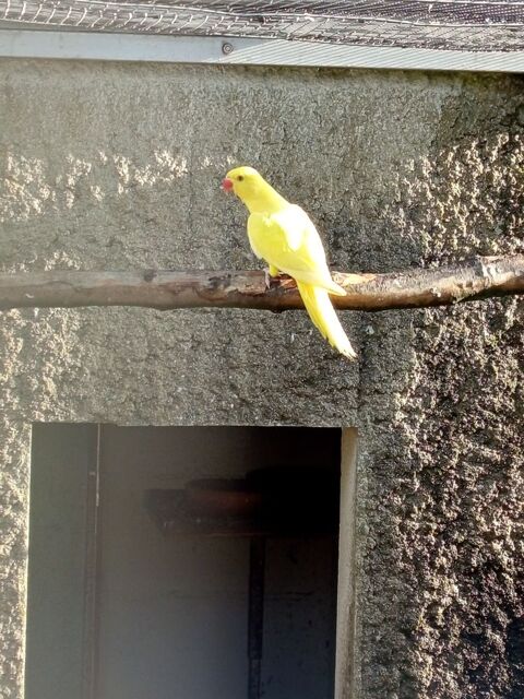 Oiseaux perruches colliers jaune 100 85130 Saint-aubin-des-ormeaux