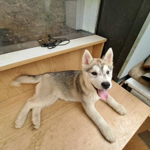 Magnifiques chiots husky sibérien 800 79150 Voultegon
