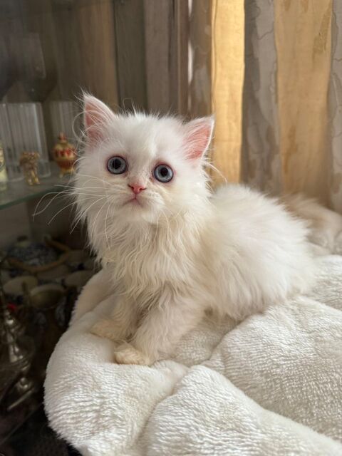 Chatons persans disponible de suite
2 mâles et 1 femelle
400 93200 Saint-denis