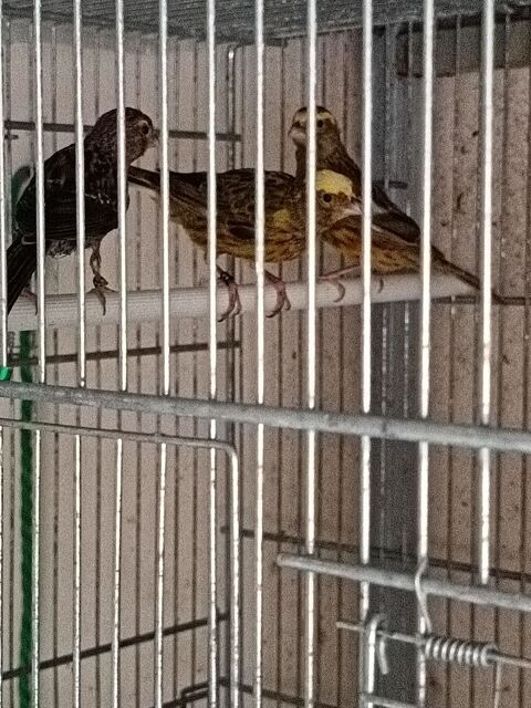 Disponible Canaries lizar 70 11100 Narbonne