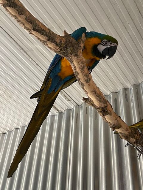Couple reproducteur ARA ARARAUNA 2500 32600 L'isle-jourdain