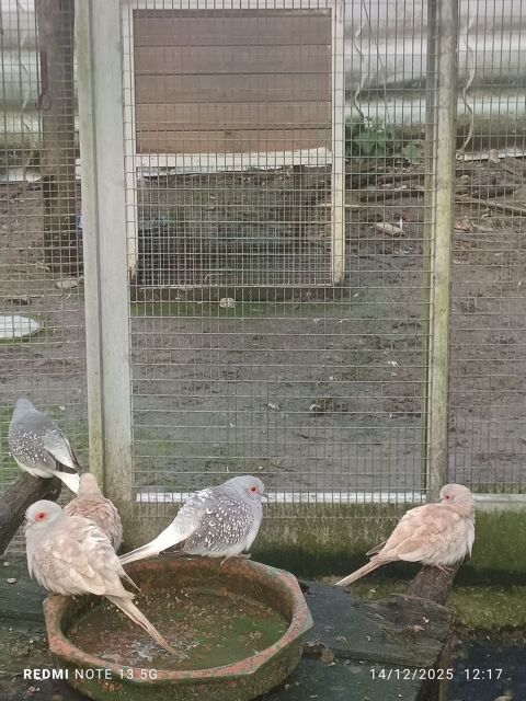 Colombe diamant  3 35340 Liffr