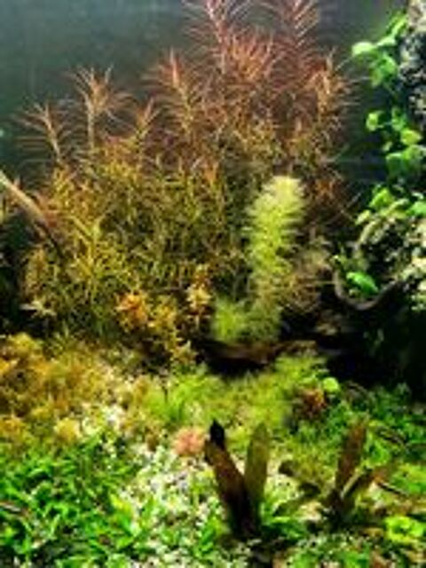   Plantes d'aquarium diverses 