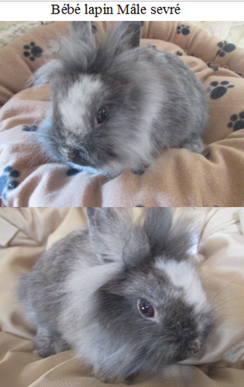 b&eacute;b&eacute; lapin Nain , crois&eacute; angora 25 18340 Levet