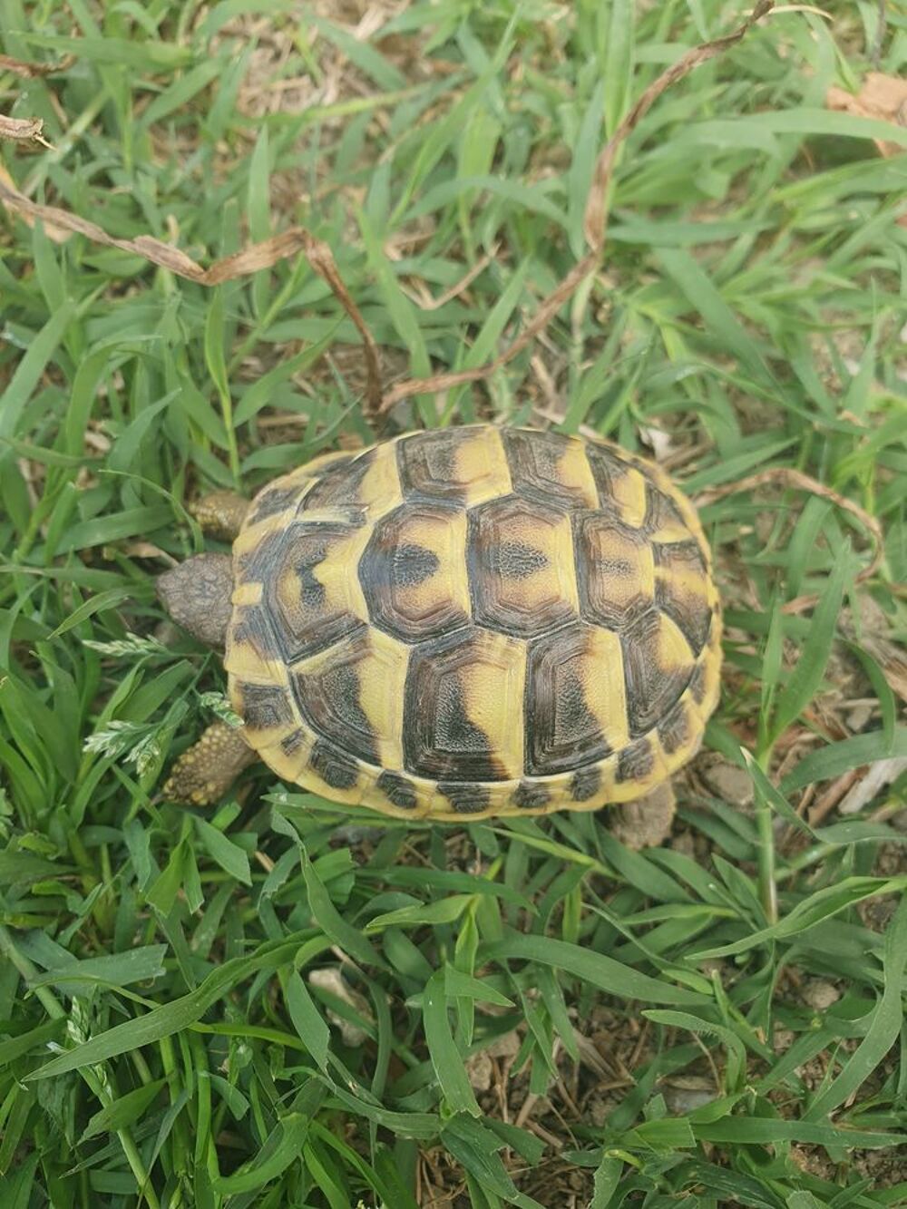   Tortue 2 ans 