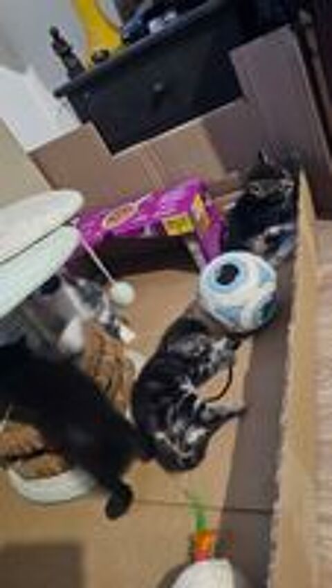   Donne chatons  