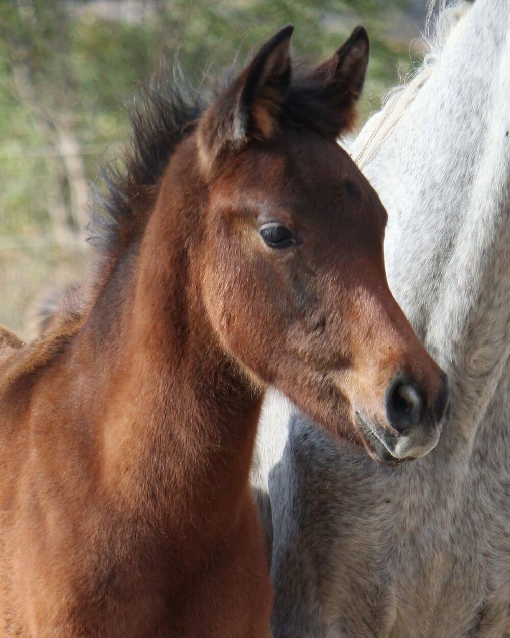   HAZYM AL RIUS, un magnifique poulain PSAR 