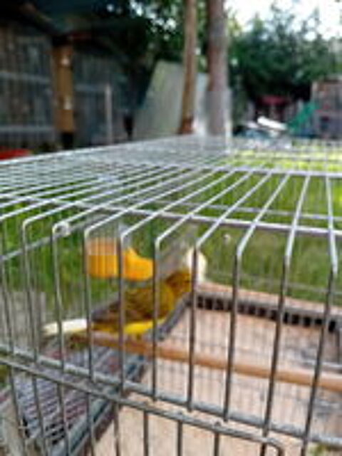   Canaris année 2025 très bons siffleurs  