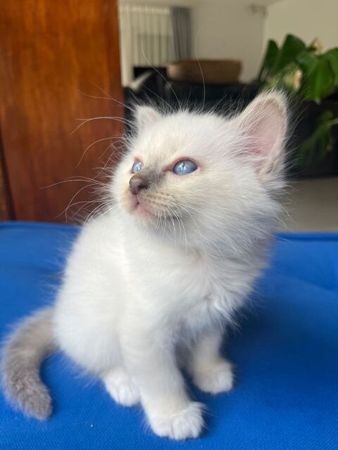 Chaton Sacr&eacute; de Birmanie LOOF 990 95580 Andilly
