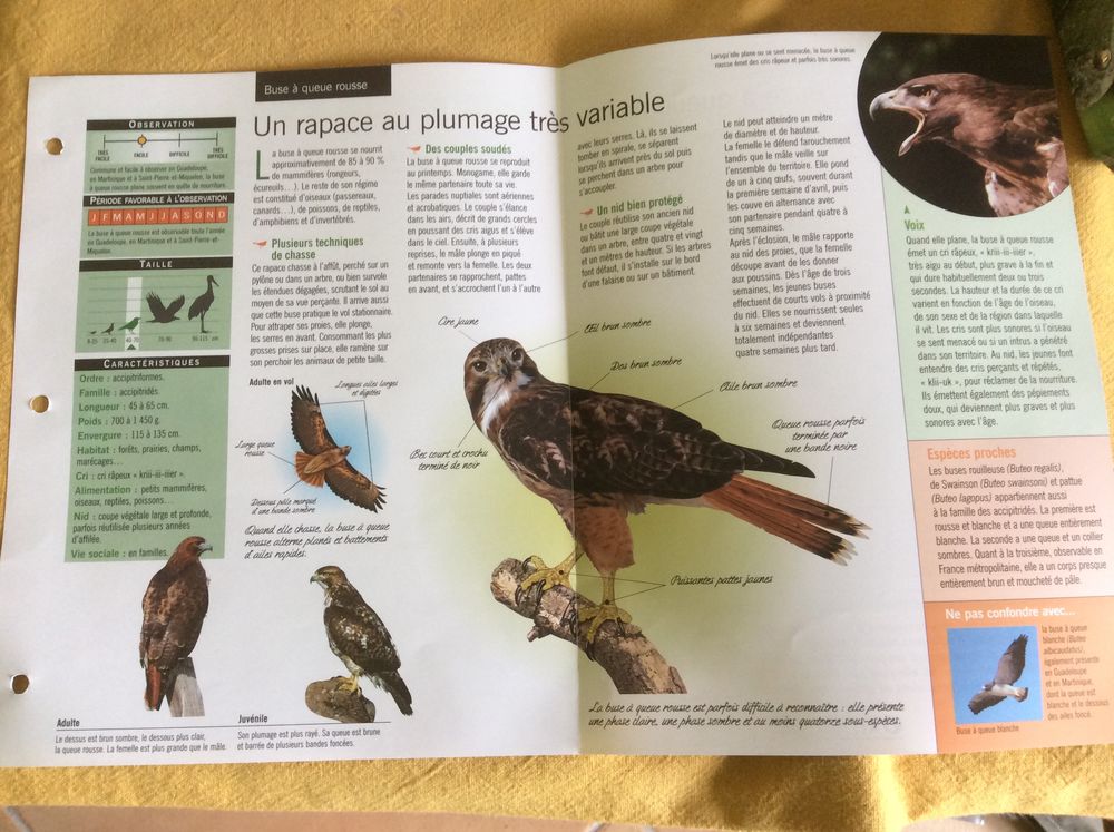 Oiseaux de France 